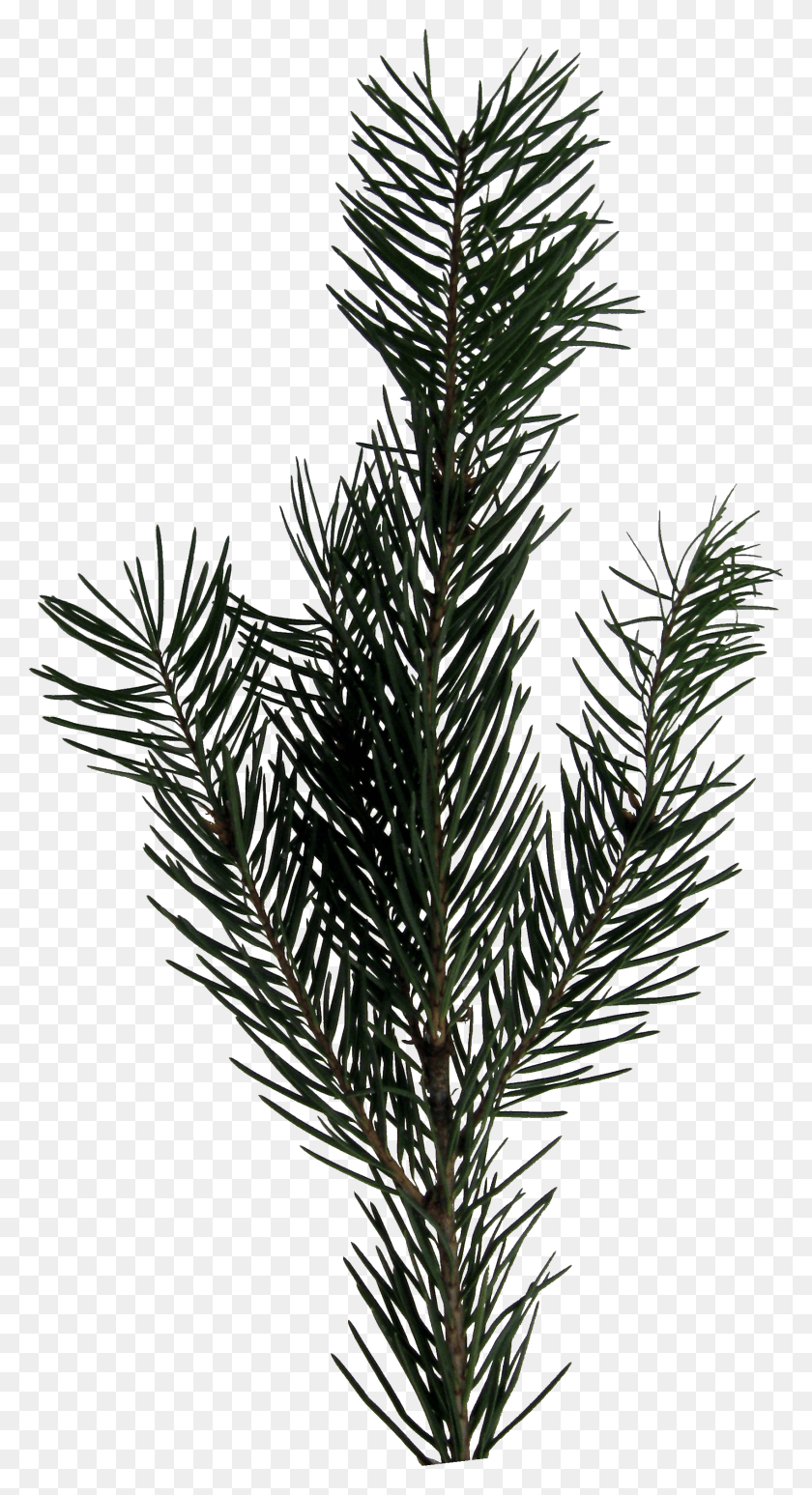 1697x3237 Evergreen Fir Christmas Tree Spruce Image With Evergreen Sprig, Tree, Plant, Abies HD PNG Download