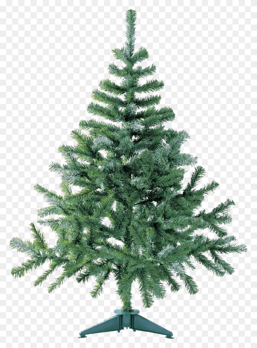 2272x3138 Evergreen Tree HD PNG Download