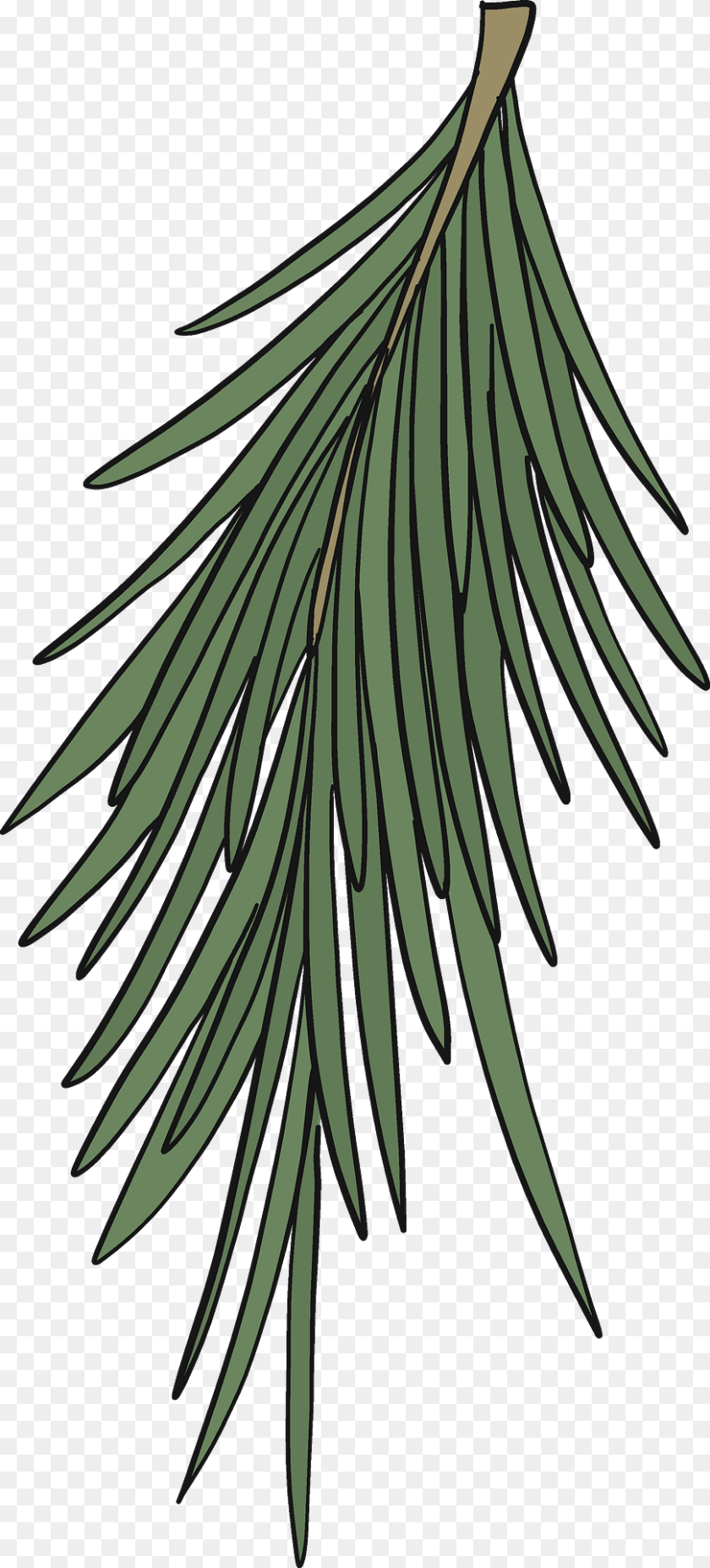 Evergreen Tree Branch Clipart, Conifer, Fir, Plant, Yew Sticker PNG