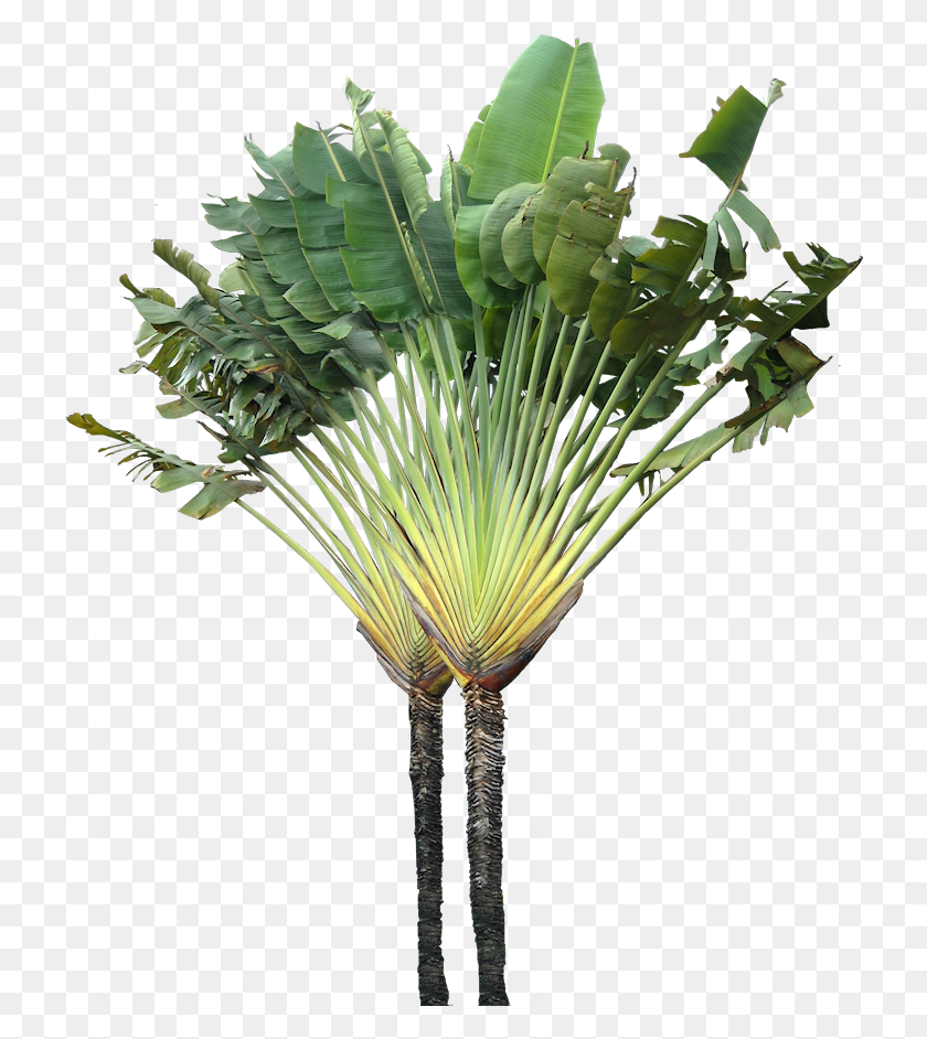724x882 Вечнозеленые Деревья Растения Без Фона, Растение, Пальма, Арековые Hd Png Скачать