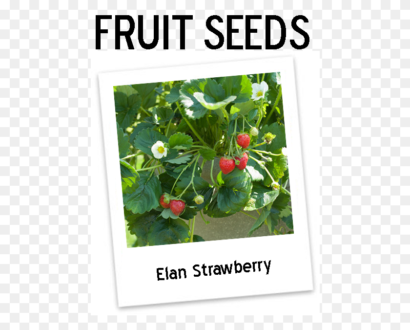 470x615 Eversweet Strawberry Plants Icon Клубника, Растение, Фрукты, Еда Hd Png Скачать