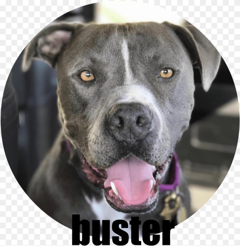 Every Time You Adopt A Dog From Us Dapper Dog Box, Photography, Snout, Animal, Bulldog Transparent PNG