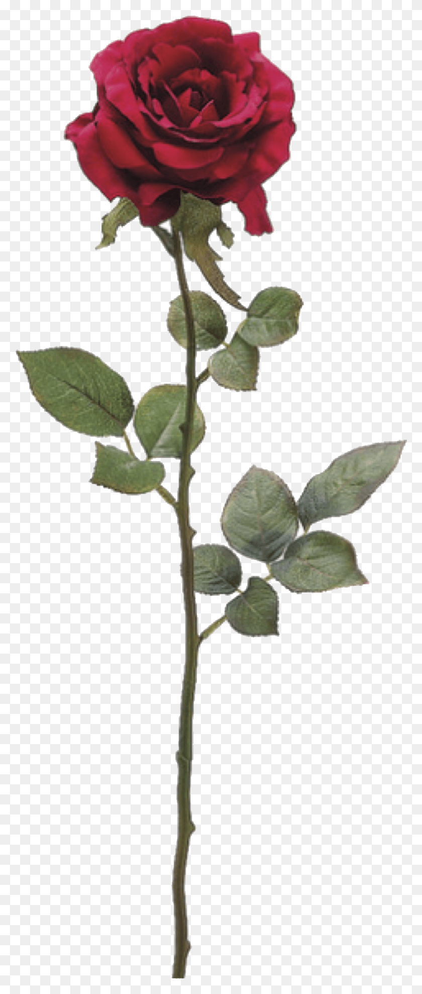 795x1954 Все Будет Хорошо Американская Красавица Роза, Растение, Анноновые, Дерево Png Скачать