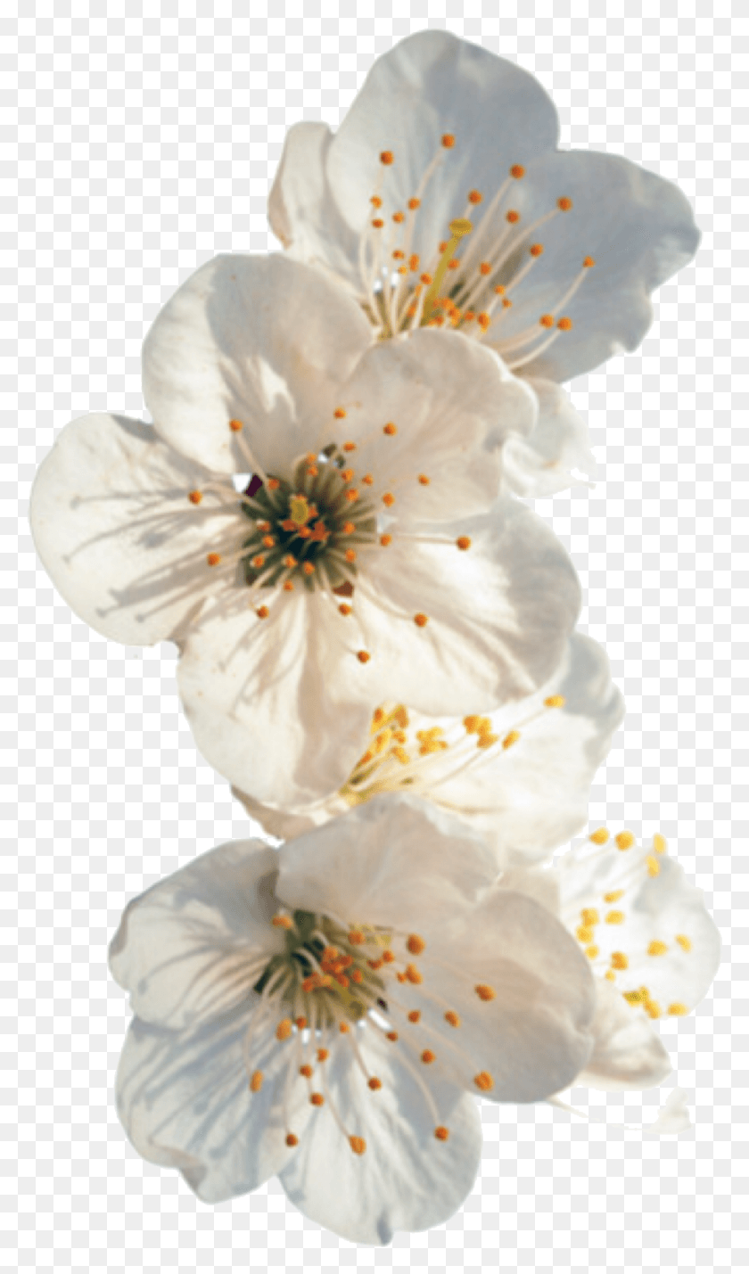 913x1603 Descargar Png Todo Va A Estar Bien Flores Blancas Tumblr, Planta, Flor, Flor Hd Png