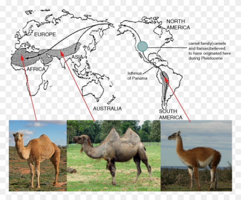 1041x854 La Evolución De Los Camellos Y Las Llamas Animales Similares En Diferentes Continentes, Antílope, La Vida Silvestre, Mamífero Hd Png