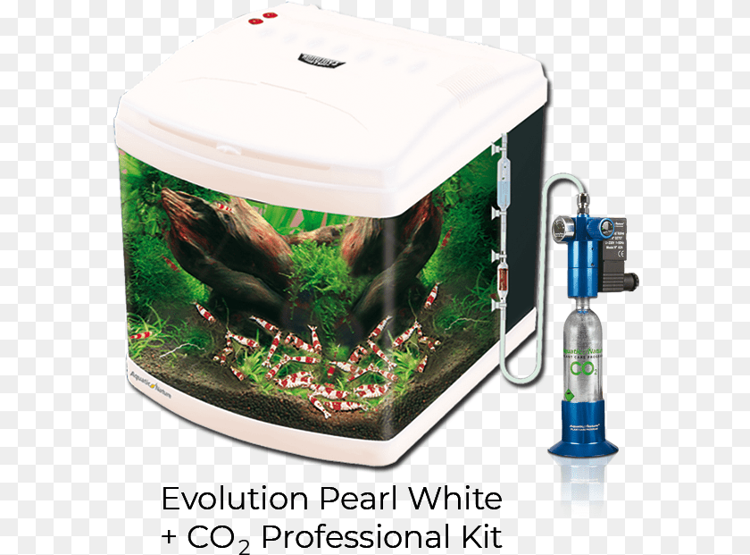591x621 Evolution Pearl White Aquarium, Animal, Fish, Sea Life, Water PNG
