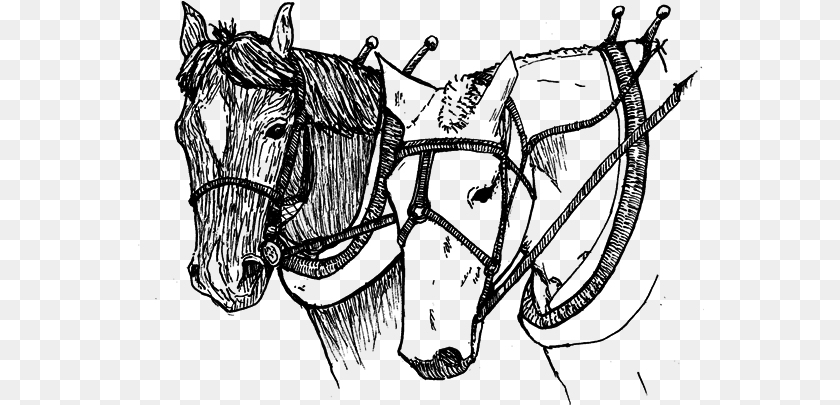 567x405 Examples Of Projects Sterling Draft Animal Minors Have Sketch, Gray PNG