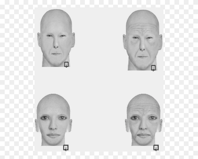549x615 Examples Of Stimuli Used Transparent Background Sketch, Head, Face, Person HD PNG Download