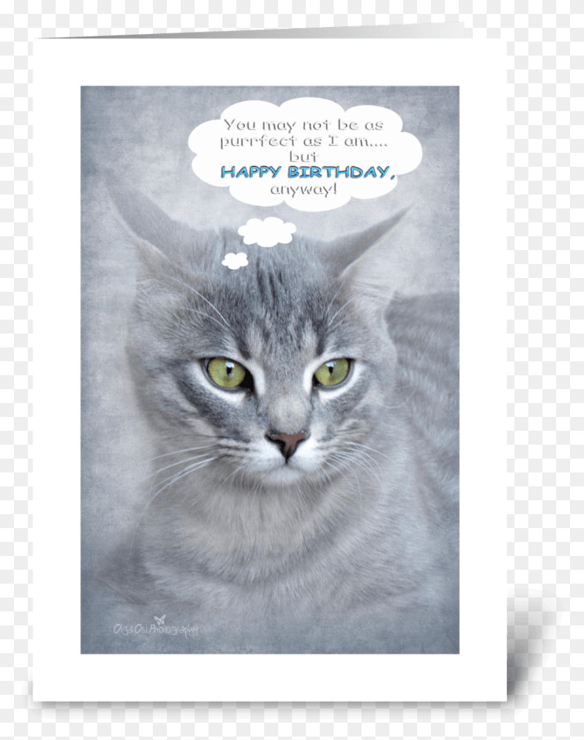 858x1106 Отличное Поздравление С Днем ​​Рождения Для Любителей Кошек, Поздравление С Днем ​​Рождения Для Любителя Кошек, Домашнее Животное, Млекопитающее, Животное Hd Png Скачать