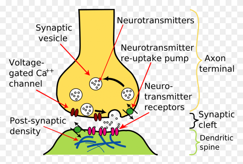 854x556 Excitatory Synapses Chemical Synapse, Plot, Graphics HD PNG Download