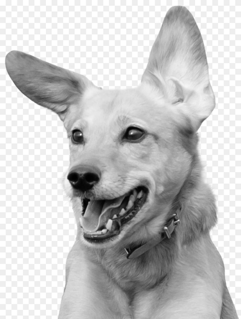 968x1282 Excited Photograph, Animal, Canine, Dog, Mammal Transparent PNG