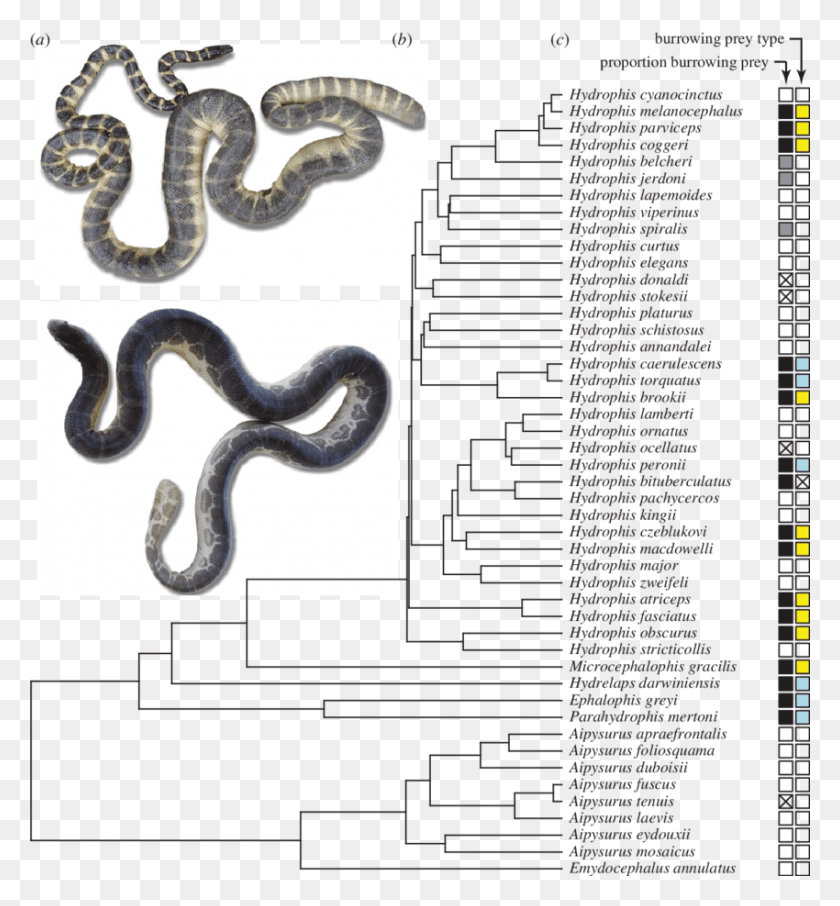 850x922 Exemplar Sea Snakes Showing Variation In Head Size Burmese Python, Snake, Reptile, Animal HD PNG Download