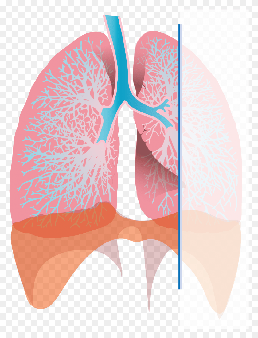 1343x1792 Exhaling Lungs Diagram Of Inhalation, Clothing, Apparel, Footwear HD PNG Download