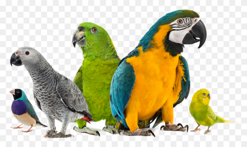 926x523 Exotic Bird Hospital Blog Parrot Pet, Animal, Macaw, Chicken HD PNG Download