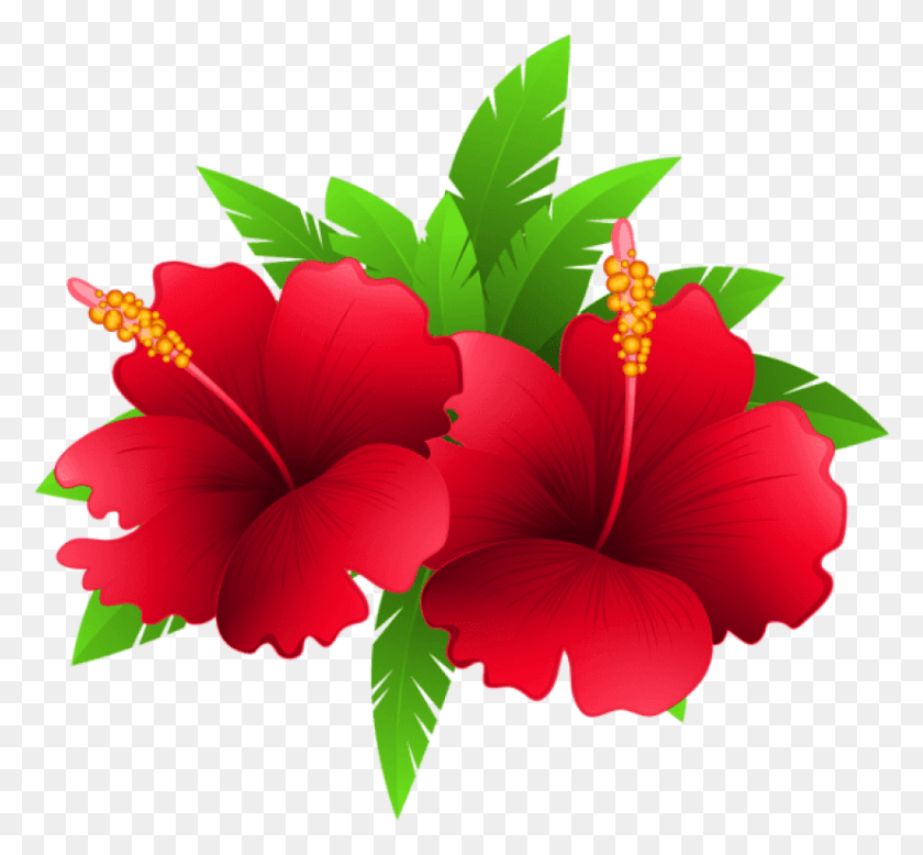 828x763 Exotic Flowers And Plant Clipart Image Gallery Flowering Plants Clip Art, Hibiscus, Flower, Blossom HD PNG Download