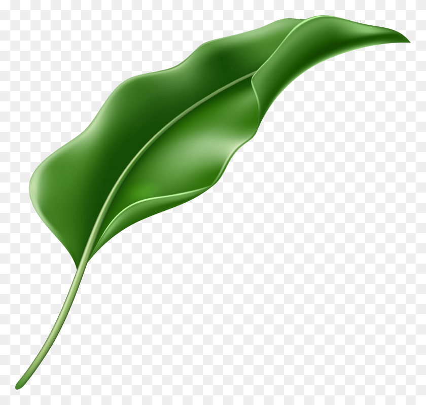 7853x7446 Exotic Leaf Clipart HD PNG Download
