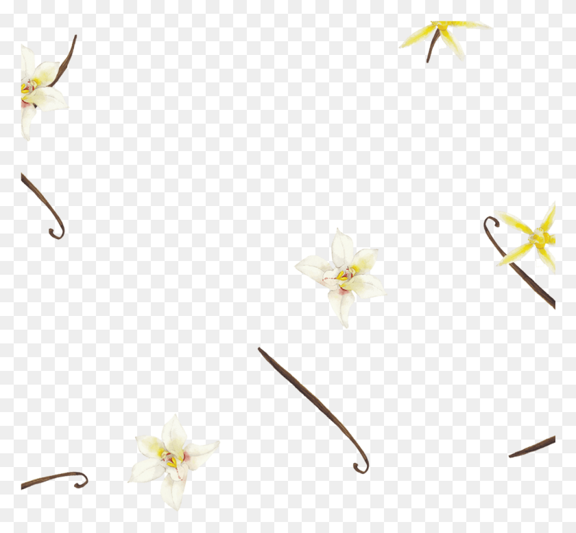 1101x1011 Exotic Organic Vanilla Beans Make This Rich Indulgent Lily Family, Plant, Petal, Flower HD PNG Download