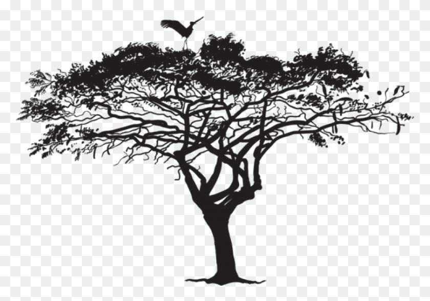 839x568 Exotic Tree And Bird Silhouette Tree Silhouette, Nature, Plant HD PNG Download