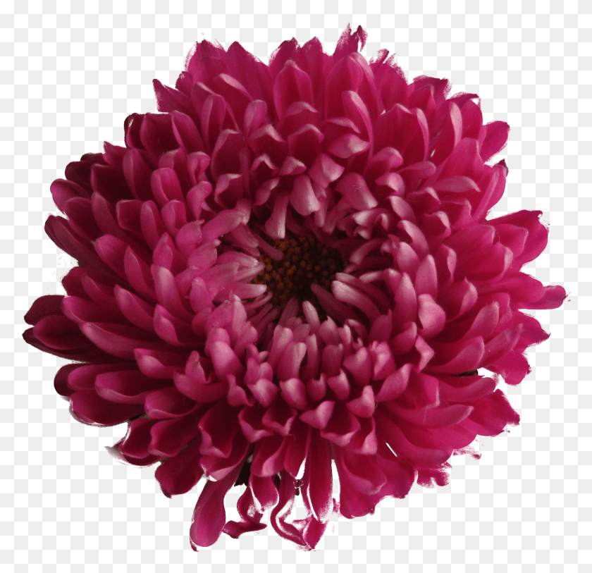 1770x1710 Цветок Хризантемы На Прозрачном Фоне, Георгин, Растение, Цветение Hd Png Скачать