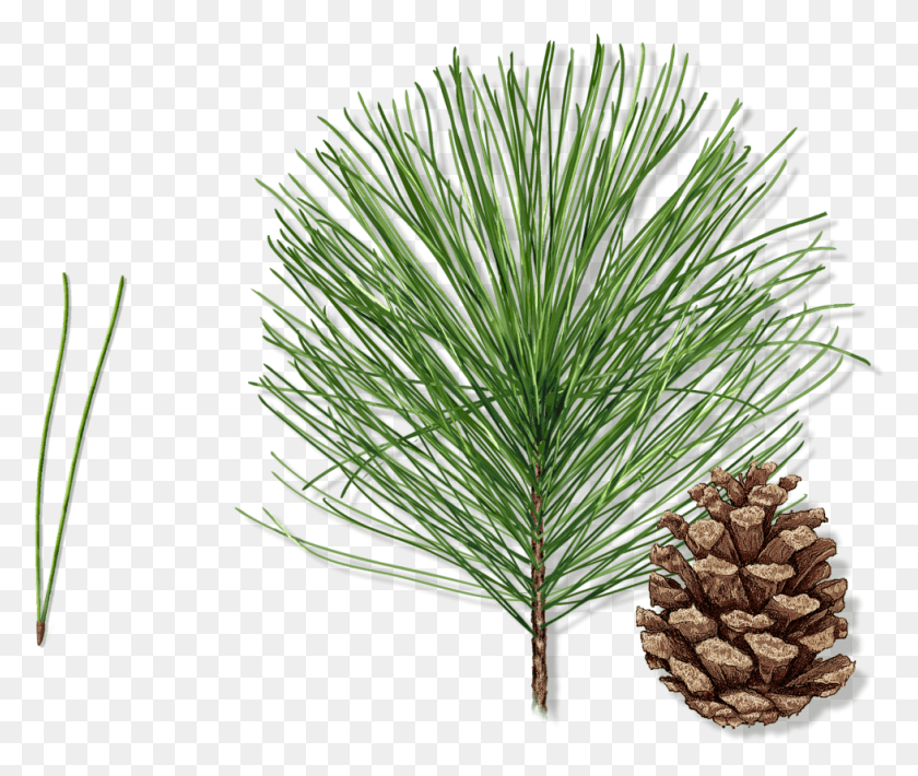 978x815 Expand Image Shortstraw Pine, Tree, Plant, Conifer HD PNG Download