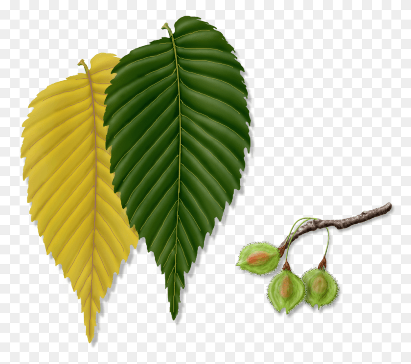 951x835 Png Изображение - Ulmus Alata, Лист, Растение, Дерево Hd Png.