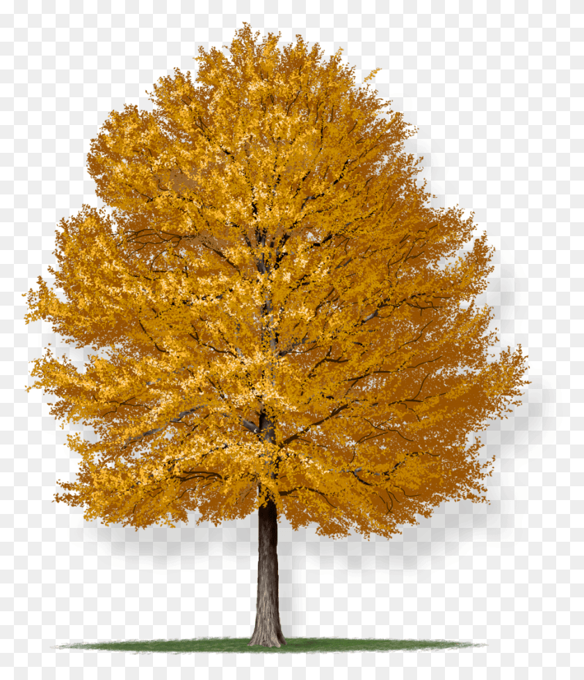 896x1056 Expand Image Willow Oak Tree, Tree, Plant, Maple HD PNG Download