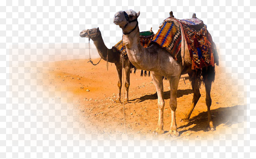 1097x651 Descargar Png / Camello Árabe, Caballo, Mamífero, Animal Hd Png