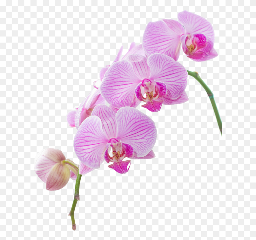 619x729 Explora Festivales Clipart De Flor Y Mucho Ms Hi Res Orchid Clip Art, Plant, Flower, Blossom HD PNG Download