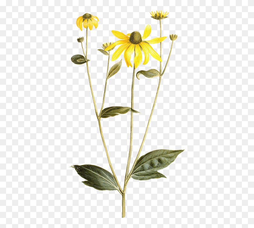 389x693 Исследуйте Gt Black Eyed Susan, Растение, Цветок, Цветение Hd Png Скачать