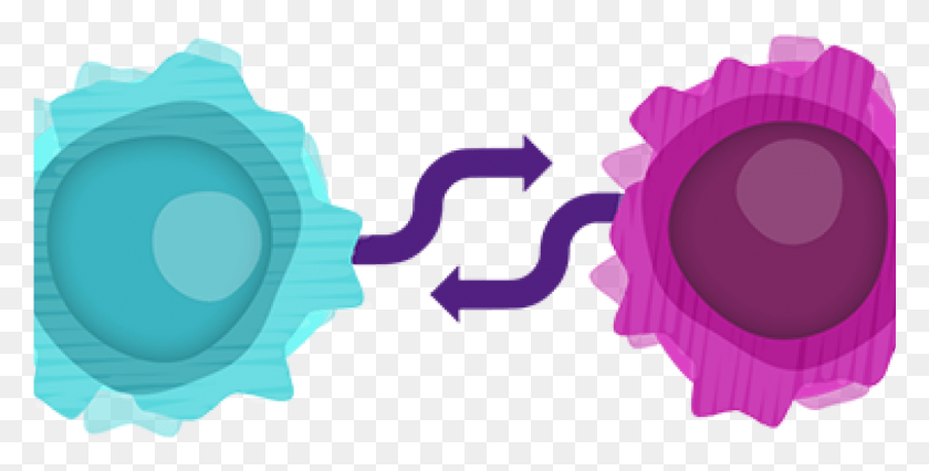 1401x659 Exploring The Relationship Between B And T Cells10 12 Circle, Graphics, Paper HD PNG Download