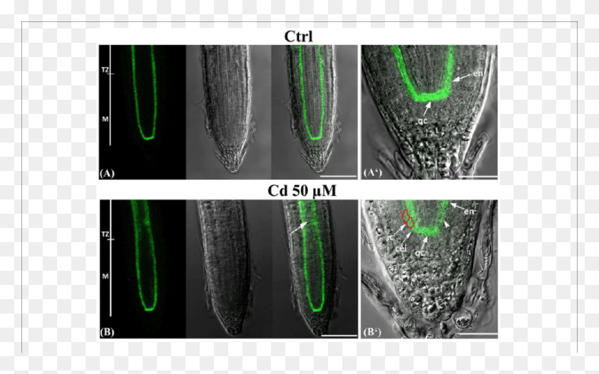 850x507 Expression Of Scarecrow In The Primary Root Of Seedlings Flatworm, Light, Accessories, Accessory HD PNG Download