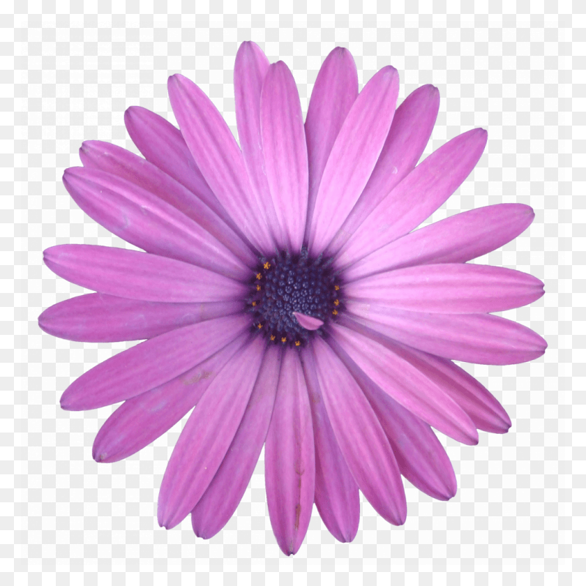 1024x1024 Extension African Daisy, Plant, Flower, Daisies HD PNG Download