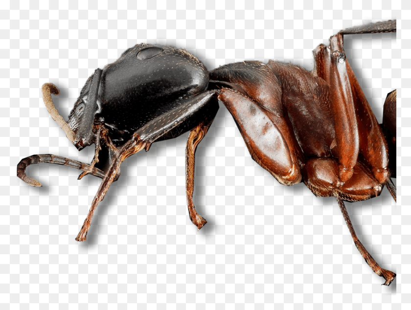 872x642 Exterior Ant Services Start As Low As 175 And Full Japanese Rhinoceros Beetle, Insect, Invertebrate, Animal HD PNG Download