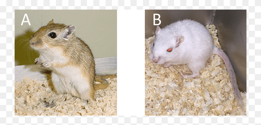 749x345 External Characteristics Of Monnuma Agouti And Albino Gerbils, Rat, Rodent, Mammal HD PNG Download
