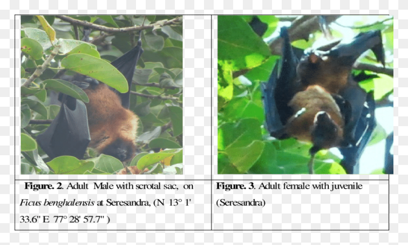850x486 External Morphology Of P Big Brown Bat, Wildlife, Animal, Mammal HD PNG Download