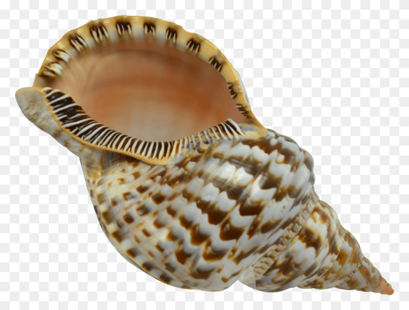 997x740 Extra Large Triton Decorative Shell Seashell 8, Invertebrate, Sea Life, Animal HD PNG Download