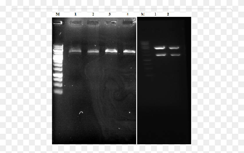 761x466 Extraction Of Transformed Plasmid Pet 28a Recombinant Monochrome, Home Decor, Mobile Phone, Phone HD PNG Download