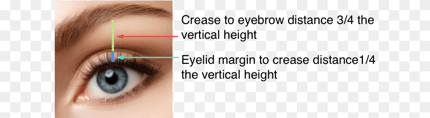 628x231 Eye Lift Women Diagram Eyelid, Baby, Person, Contact Lens, Face Clipart PNG
