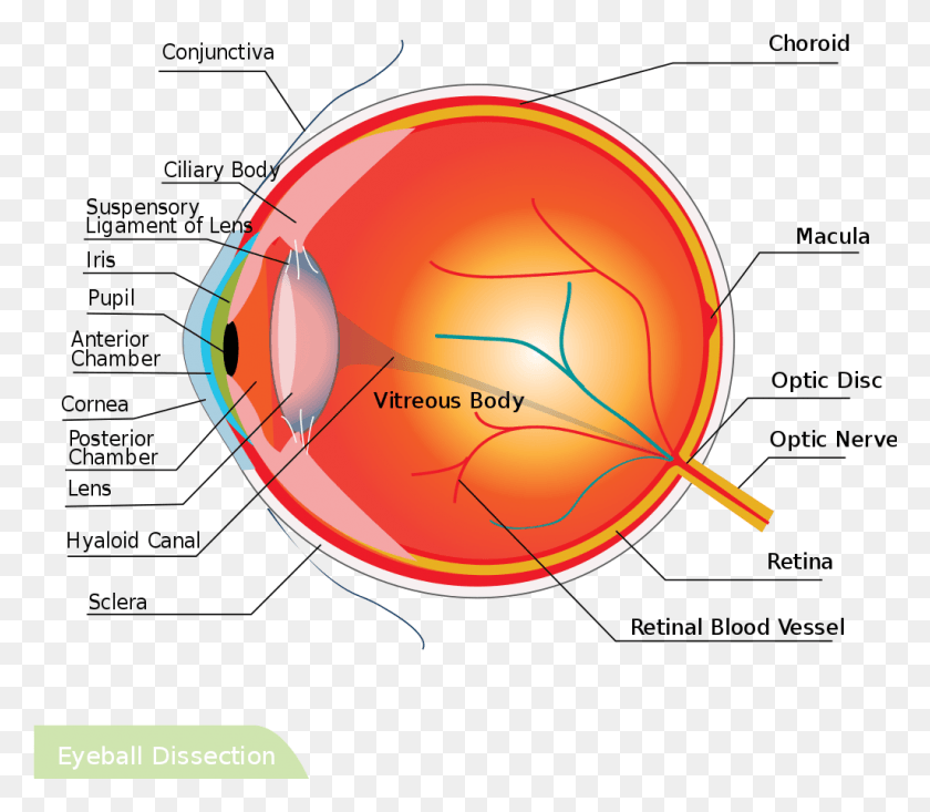 1025x885 Disección De Globo Ocular Hariadhi Anatomia Del Ojos Humano, Esfera, Casco, Ropa Hd Png