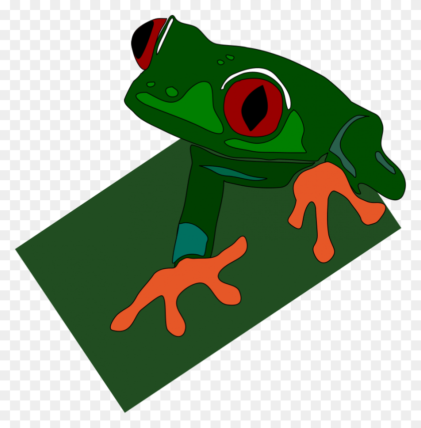 882x900 Eyed Frog, Amphibian, Wildlife, Animal HD PNG Download
