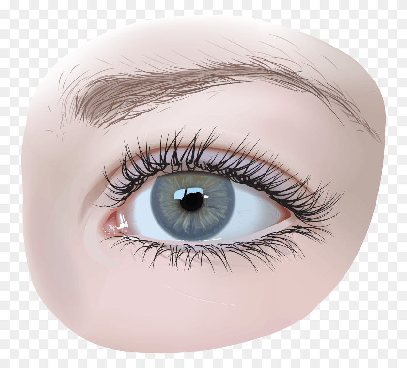 752x699 Eyes Vector Realistic, Contact Lens HD PNG Download