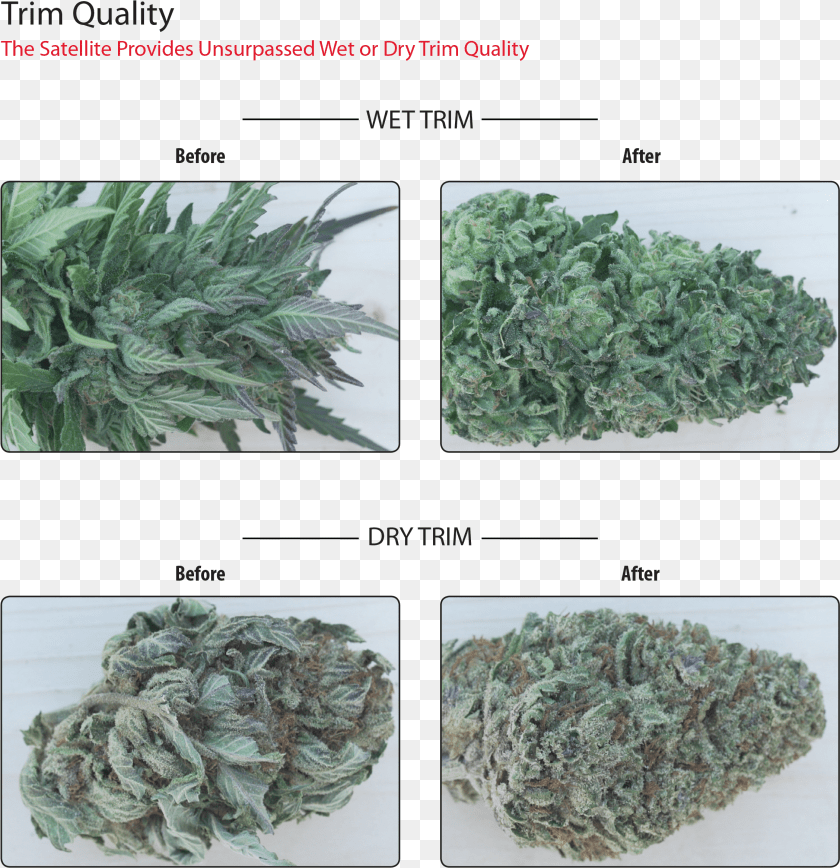 Ez Trimmer Lacinato Kale Clipart PNG