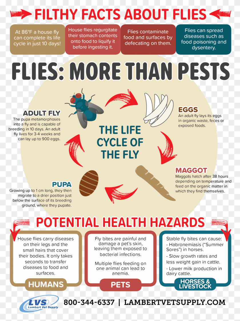 1133x1547 Facts About Flies Graphic Design, Poster, Advertisement, Flyer HD PNG Download