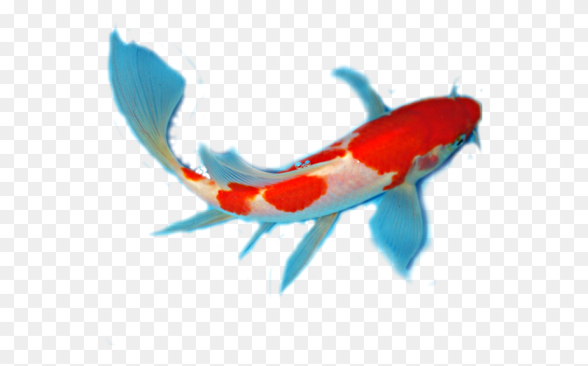 538x463 Факты Об Анатомии Кои Анатомия Рыбы Кои, Рыба, Животное, Карп Png Скачать