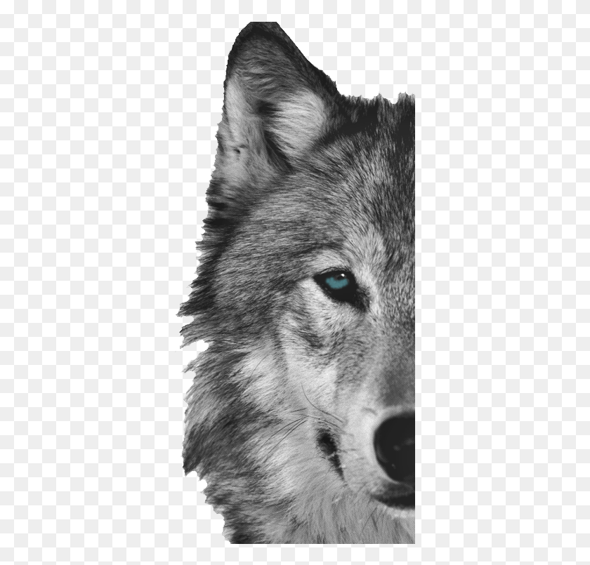 343x745 Faery Wine Recipe Half Of A Wolf Face, Mammal, Animal, Dog HD PNG Download