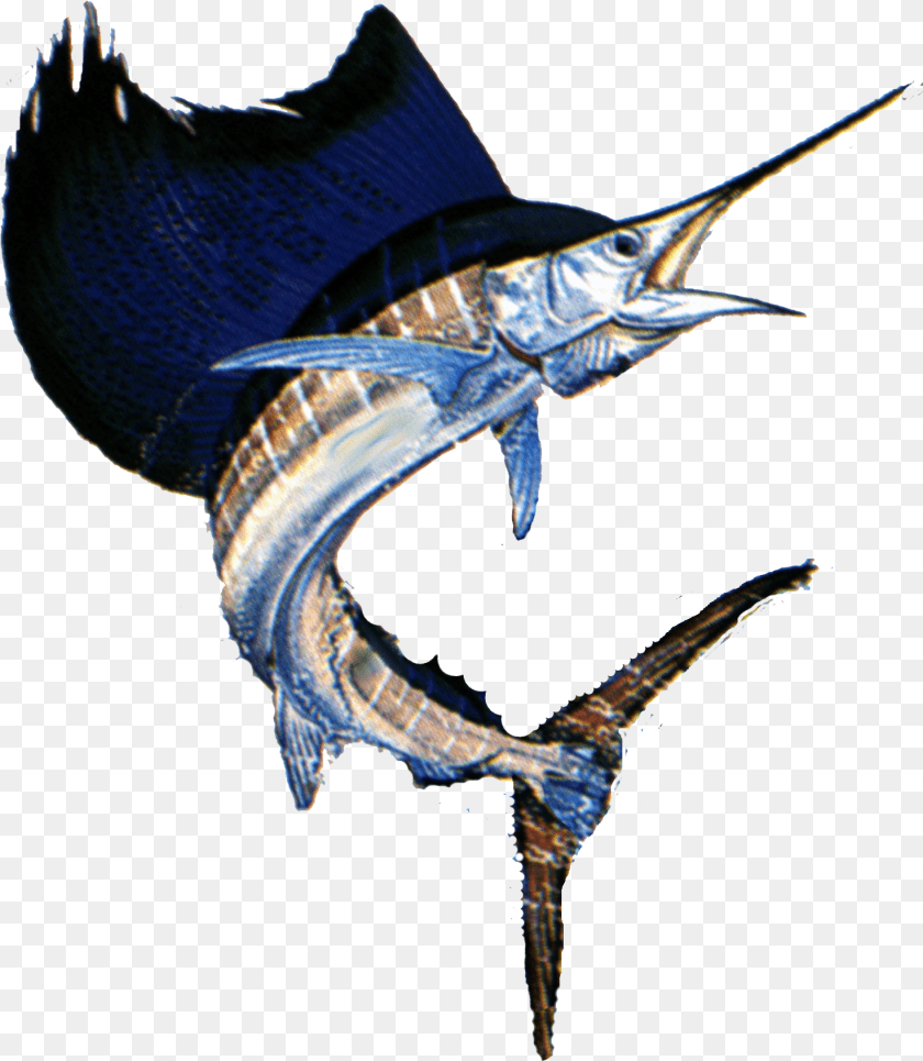 1471x1690 Failfish Taxidermy Black Sailfish Background, Animal, Sea Life, Fish, Swordfish PNG