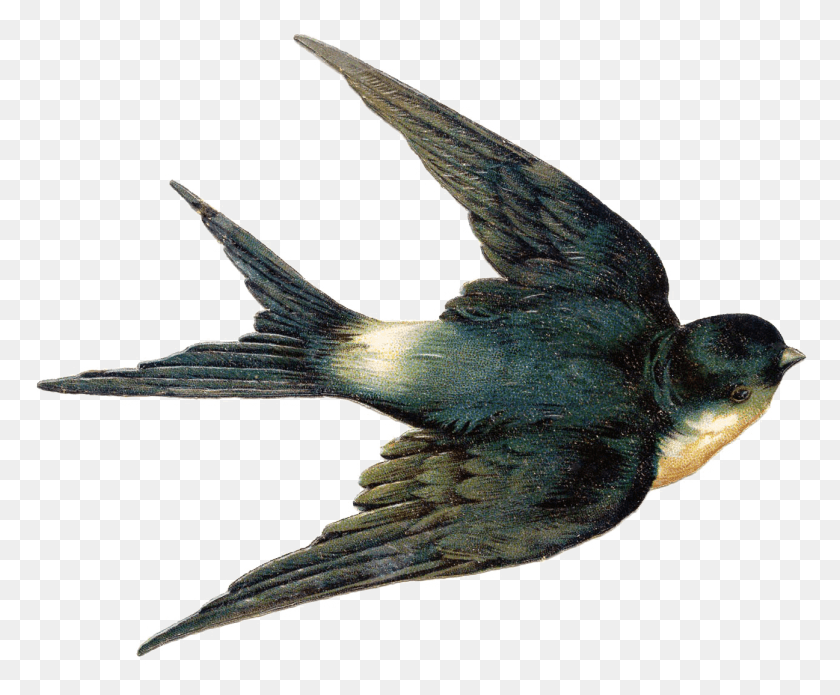 1297x1057 Fairy Bird Realistic Swallow Tattoo Designs, Animal, Blackbird, Agelaius Descargar Hd Png