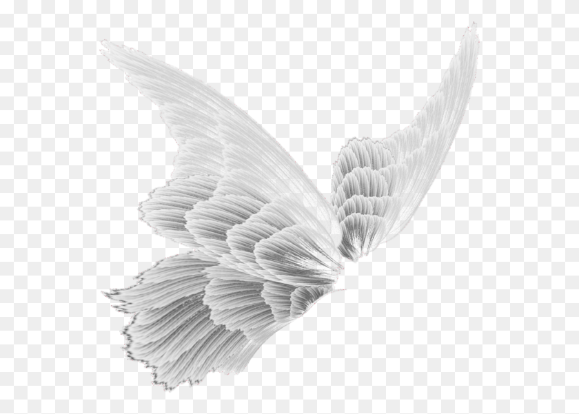 555x541 Fairy Sticker Transparent Wings, Bird, Animal HD PNG Download