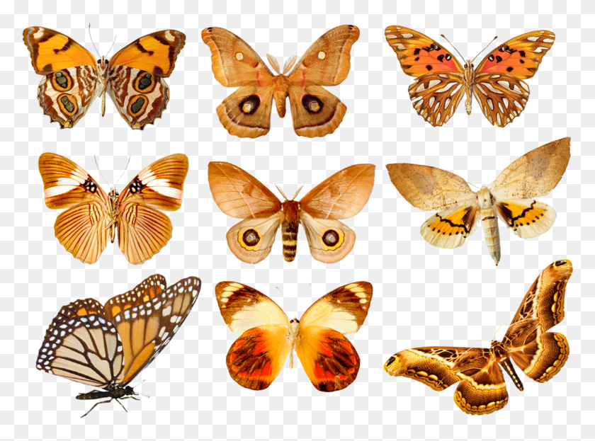 1198x865 Fairylilies Butterfly Butterflies Moth Transparent Butterfly, Insect, Invertebrate, Animal HD PNG Download