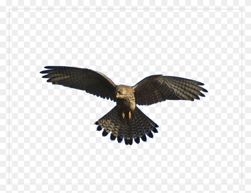 1139x859 Falco Falco, Птица, Животное, Яхта Png Скачать